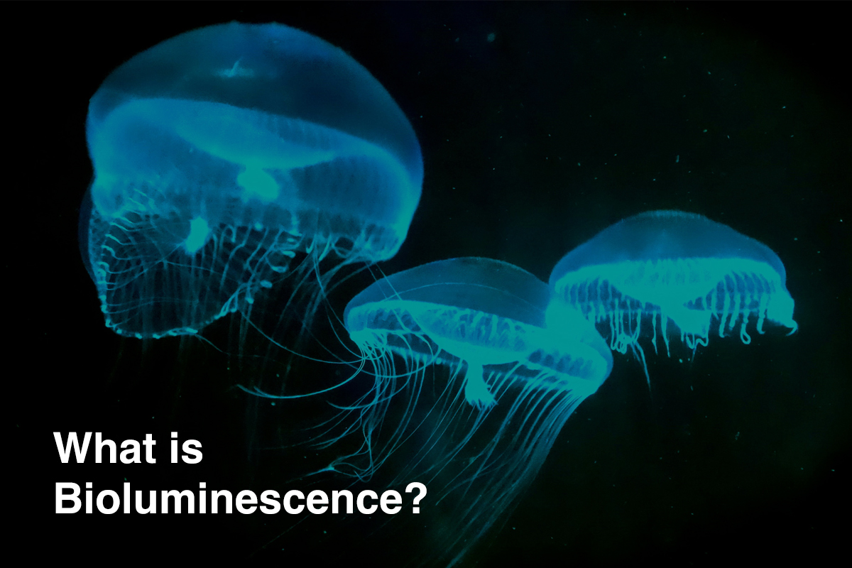 What is Bioluminescence?