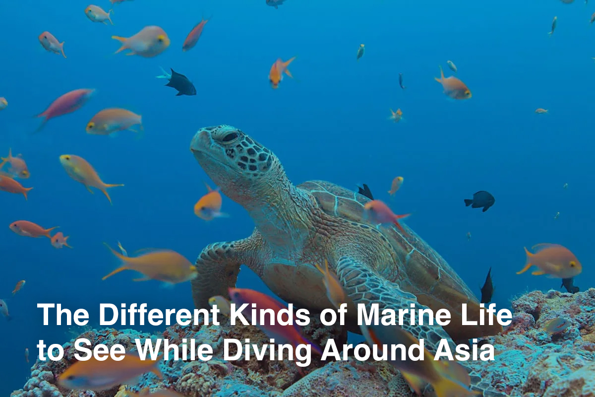 The Different Kinds of Marine Life to See While Diving Around Asia